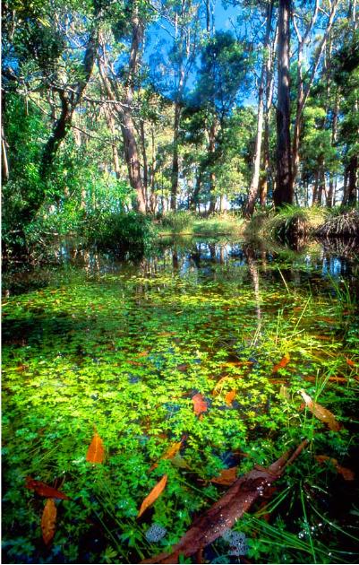 The swampy origins of the Moorabool River